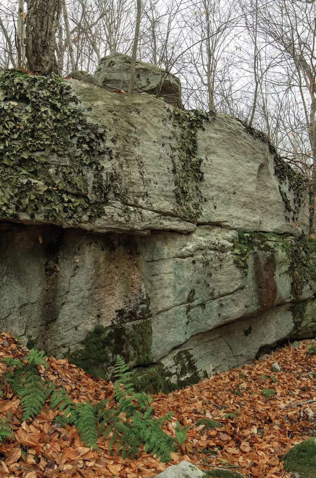 Dynosoreass on the Dynosoreass boulder