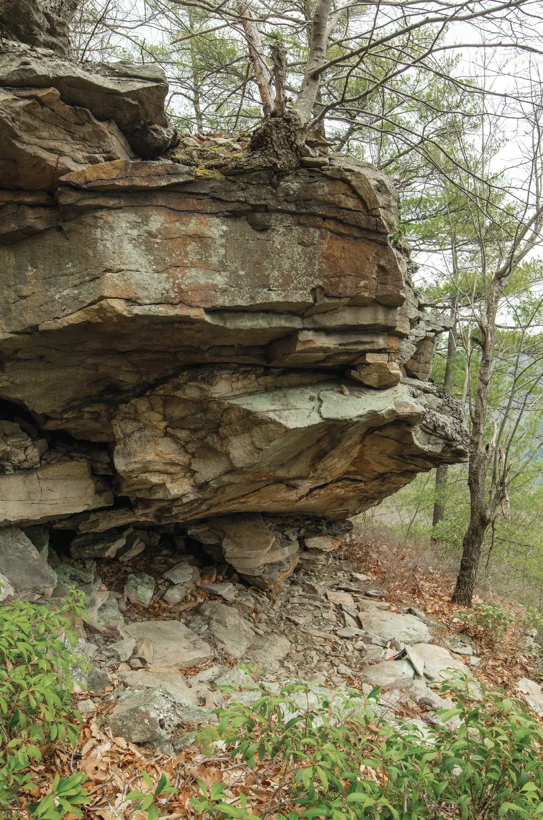 Problems on Four Sides of the Forest