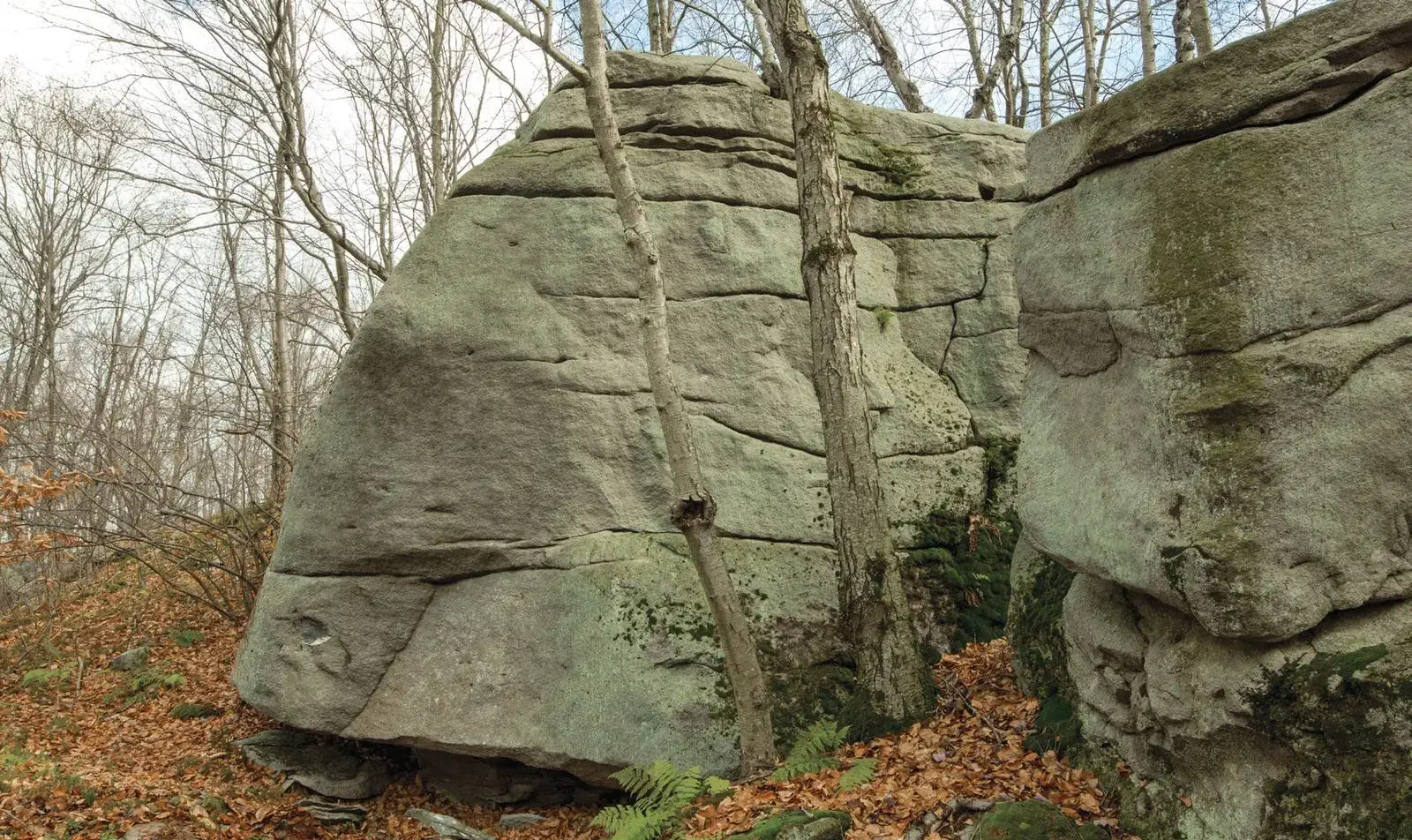 Barred Owl on the Lump Boulder boulder